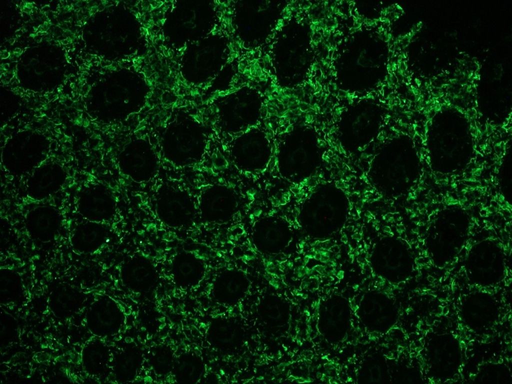 Figure 2. Indirect immunofluorescence staining of swine small intestine frozen section with MUB1902P (clone V9). Note positive vimentin staining in connective tissue, but not in the epithelial cells.